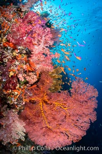 Beautiful South Pacific coral reef, with Plexauridae sea fans, schooling anthias fish and colorful dendronephthya soft corals, Fiji. Vatu I Ra Passage, Bligh Waters, Viti Levu Island, Dendronephthya, Gorgonacea, Pseudanthias, natural history stock photograph, photo id 34979