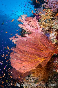 Beautiful South Pacific coral reef, with Plexauridae sea fans, schooling anthias fish and colorful dendronephthya soft corals, Fiji, Dendronephthya, Gorgonacea, Pseudanthias, Vatu I Ra Passage, Bligh Waters, Viti Levu Island