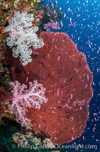 Beautiful South Pacific coral reef, with Plexauridae sea fans, schooling anthias fish and colorful dendronephthya soft corals, Fiji, Dendronephthya, Gorgonacea, Pseudanthias, Namena Marine Reserve, Namena Island