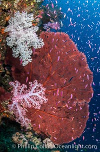 Beautiful South Pacific coral reef, with Plexauridae sea fans, schooling anthias fish and colorful dendronephthya soft corals, Fiji, Dendronephthya, Gorgonacea, Pseudanthias, Namena Marine Reserve, Namena Island