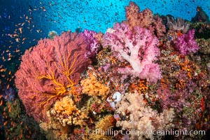 Beautiful South Pacific coral reef, with Plexauridae sea fans, schooling anthias fish and colorful dendronephthya soft corals, Fiji, Dendronephthya, Gorgonacea, Pseudanthias, Vatu I Ra Passage, Bligh Waters, Viti Levu Island