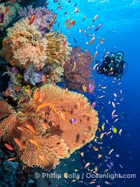 Tracy over a beautiful South Pacific coral reef, with Plexauridae sea fans, schooling anthias fish and colorful dendronephthya soft corals, Fiji, Dendronephthya, Gorgonacea, Pseudanthias, Vatu I Ra Passage, Bligh Waters, Viti Levu Island