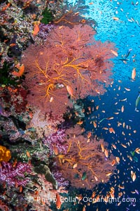 Beautiful South Pacific coral reef, with Plexauridae sea fans, schooling anthias fish and colorful dendronephthya soft corals, Fiji, Dendronephthya, Gorgonacea, Pseudanthias, Vatu I Ra Passage, Bligh Waters, Viti Levu Island