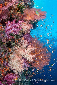 Beautiful South Pacific coral reef, with Plexauridae sea fans, schooling anthias fish and colorful dendronephthya soft corals, Fiji, Dendronephthya, Gorgonacea, Pseudanthias, Vatu I Ra Passage, Bligh Waters, Viti Levu Island