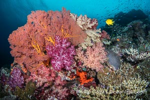 Beautiful South Pacific coral reef, with Plexauridae sea fans, schooling anthias fish and colorful dendronephthya soft corals, Fiji, Dendronephthya, Gorgonacea, Vatu I Ra Passage, Bligh Waters, Viti Levu Island