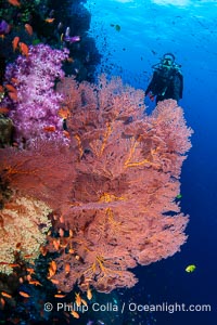 Beautiful South Pacific coral reef, with Plexauridae sea fans, schooling anthias fish and colorful dendronephthya soft corals, Fiji, Dendronephthya, Gorgonacea, Vatu I Ra Passage, Bligh Waters, Viti Levu Island