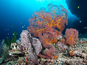 Beautiful South Pacific coral reef, with Plexauridae sea fans, schooling anthias fish and colorful dendronephthya soft corals, Fiji, Dendronephthya, Gorgonacea, Vatu I Ra Passage, Bligh Waters, Viti Levu Island