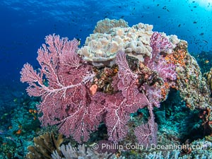 Beautiful South Pacific coral reef, with Plexauridae sea fans, schooling anthias fish and colorful dendronephthya soft corals, Fiji, Dendronephthya, Gorgonacea, Namena Marine Reserve