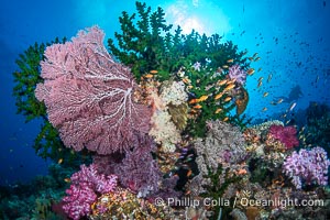 Beautiful South Pacific coral reef, with Plexauridae sea fans, schooling anthias fish and colorful dendronephthya soft corals, Fiji, Dendronephthya, Gorgonacea, Tubastrea micrantha, Namena Marine Reserve