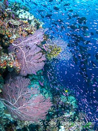Beautiful South Pacific coral reef, with Plexauridae sea fans, schooling anthias fish and colorful dendronephthya soft corals, Fiji, Dendronephthya, Gorgonacea, Pseudanthias, Namena Marine Reserve