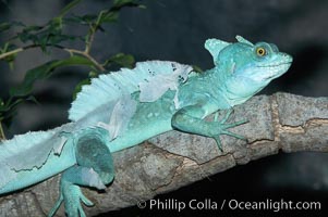 Plumed basilisk, Basiliscus plumifrons