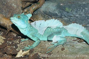 Plumed basilisk, Basiliscus plumifrons