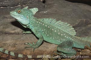 Plumed basilisk, Basiliscus plumifrons