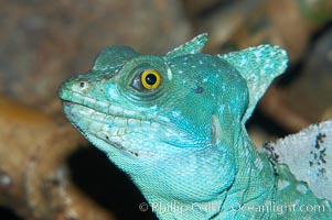 Plumed basilisk, Basiliscus plumifrons