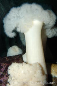 Giant plumose anemone, Metridium farcimen