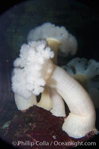Giant plumose anemone, Metridium farcimen