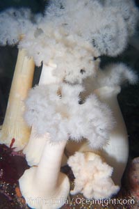 Giant plumose anemone, Metridium farcimen