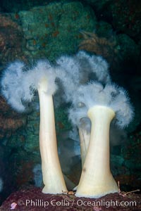 Giant plumose anemone, Metridium farcimen