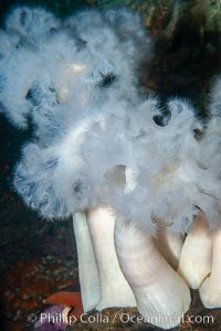 Giant plumose anemone, Metridium farcimen