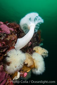 Giant Plumose Anemone, Metridium farcimen, Canada