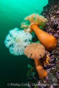 Plumose Anemone, Metridium farcimen, Hornby Island, British Columbia, Metridium farcimen