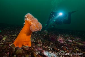 Giant Plumose Anemone, Metridium farcimen, Canada