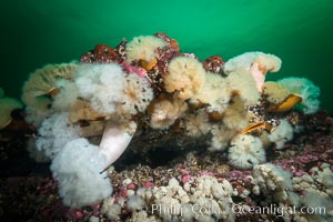 Giant Plumose Anemone, Metridium farcimen, Canada