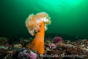 Plumose Anemone, Metridium farcimen, Hornby Island, British Columbia, Metridium farcimen