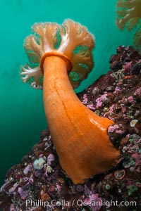 Plumose Anemone, Metridium farcimen, Hornby Island, British Columbia, Metridium farcimen