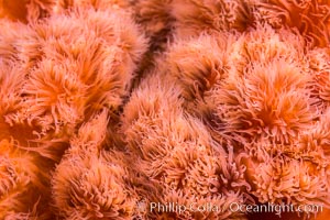 Plumose Anemone detail, Metridium senile, Canada