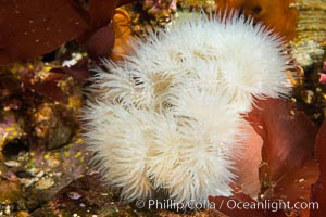 Plumose Anemone, Metridium senile, Hornby Island, British Columbia, Metridium senile