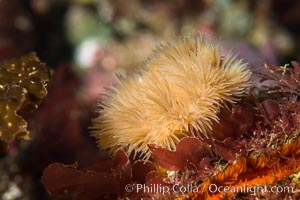 Plumose Anemone, Metridium senile, Hornby Island, British Columbia, Metridium senile