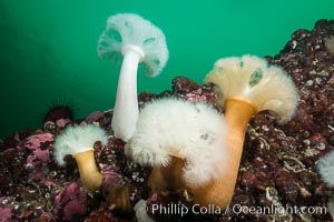 Plumose Anemone, Metridium farcimen, Hornby Island, British Columbia, Metridium farcimen