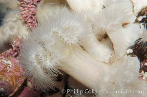 Plumose anemone, Metridium senile