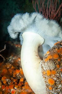 Giant Plumose Anemone, Metridium farcimen