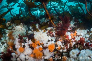 Plumose anemones and Bull Kelp on British Columbia marine reef, Browning Pass, Vancouver Island, Canada, Metridium senile, Nereocystis luetkeana