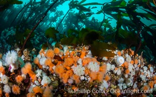 Plumose anemones and Bull Kelp on British Columbia marine reef, Browning Pass, Vancouver Island, Canada