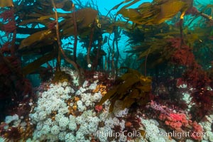 Plumose anemones and Bull Kelp on British Columbia marine reef, Browning Pass, Vancouver Island, Canada, Metridium senile, Nereocystis luetkeana