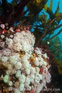 Plumose anemones and Bull Kelp on British Columbia marine reef, Browning Pass, Vancouver Island, Canada., Metridium senile, Nereocystis luetkeana, natural history stock photograph, photo id 34386