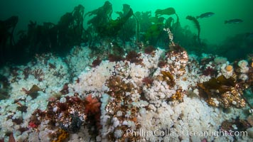 Plumose anemones and Bull Kelp on British Columbia marine reef, Browning Pass, Vancouver Island, Canada., Metridium senile, Nereocystis luetkeana, natural history stock photograph, photo id 34390