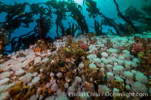 Plumose anemones and Bull Kelp on British Columbia marine reef, Browning Pass, Vancouver Island, Canada., Metridium senile, Nereocystis luetkeana, natural history stock photograph, photo id 34439