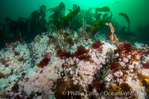 Plumose anemones and Bull Kelp on British Columbia marine reef, Browning Pass, Vancouver Island, Canada, Metridium senile, Nereocystis luetkeana