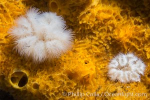 White Plumose anemones Metridium senile and Yellow Sulphur Sponge, Vancouver Island