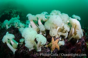 Giant Plumose Anemones cover underwater reef, Browning Pass, northern Vancouver Island, Canada