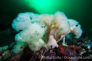 Giant Plumose Anemones cover underwater reef, Browning Pass, northern Vancouver Island, Canada, Metridium farcimen