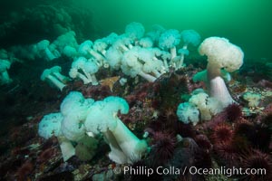 Giant Plumose Anemones cover underwater reef, Browning Pass, northern Vancouver Island, Canada