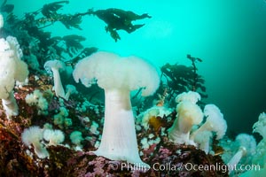 Giant Plumose Anemones cover underwater reef, Browning Pass, northern Vancouver Island, Canada, Metridium farcimen