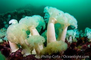 Giant Plumose Anemones cover underwater reef, Browning Pass, northern Vancouver Island, Canada, Metridium farcimen