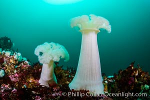 Giant Plumose Anemones cover underwater reef, Browning Pass, northern Vancouver Island, Canada, Metridium farcimen