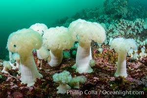 Giant Plumose Anemones cover underwater reef, Browning Pass, northern Vancouver Island, Canada, Metridium farcimen